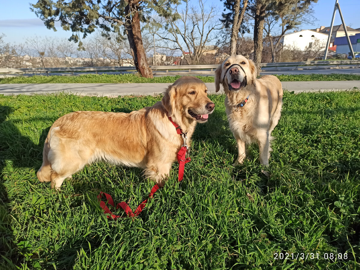 Куба и Ляля на прогулке в городе