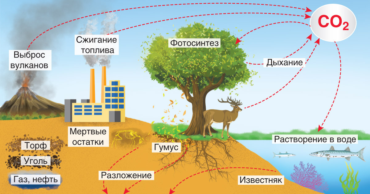 Охарактеризуйте распределение биомассы на земном шаре. Круговорот углерода в биосфере. Круговорот углерода и кислорода в природе. Круговорот углерода (по ф. Рамад, 1981). Биогеохимический круговорот углерода в природе.