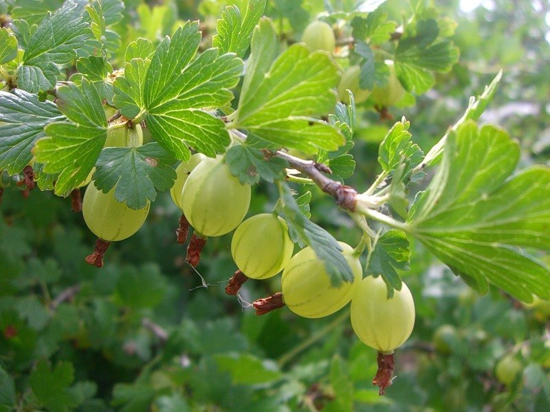 Крыжовник.