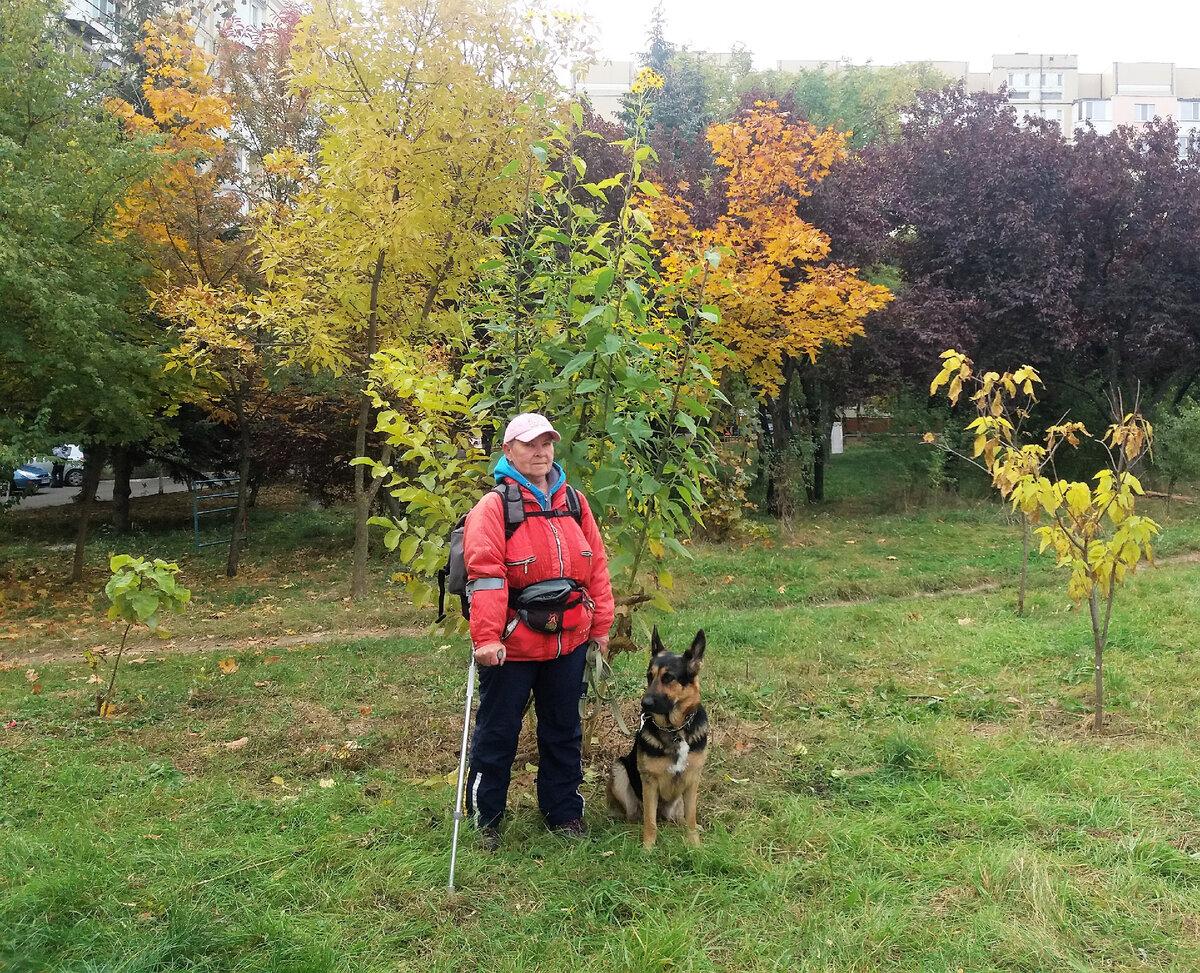 За моей спиной - огромные топинамбуры с жёлтыми цветами. Это не поле - дорога к нему