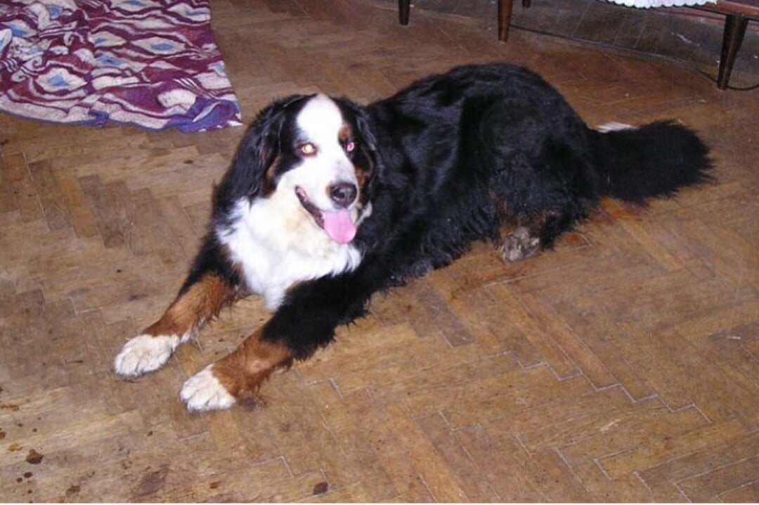 Бернский зенненхунд