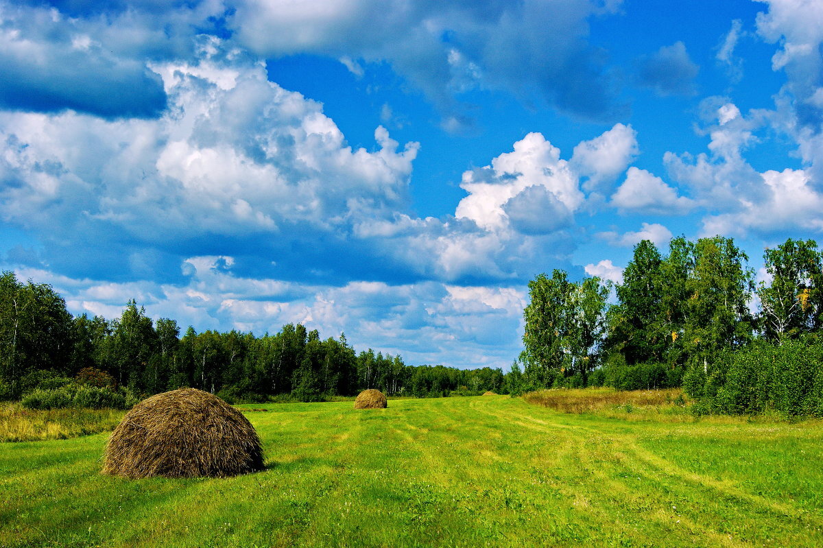 Сено лес. Деревня поле сенокос. Лето в деревне сенокос. Деревня поле сенокос речка. Сенокос Луговое.