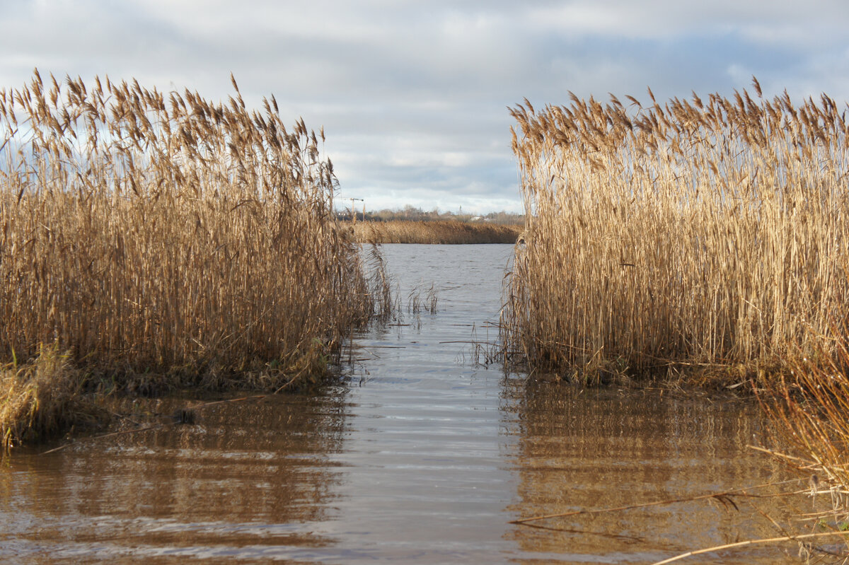 Лахтинский Разлив, в который впадает река Глухарка >>