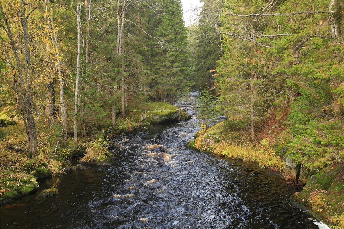 река лужа в малоярославце. природа лужского района. по берегам лесных малых. луга ленинградская область лес. река угра сосновый бор.