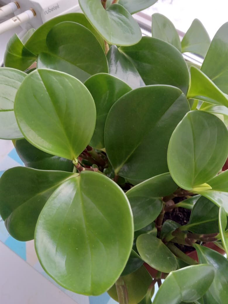 Фото автора для иллюстрации к тексту.