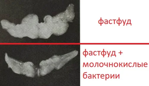 Рентген мышек из разных групп. Показывает количество висцерального жира