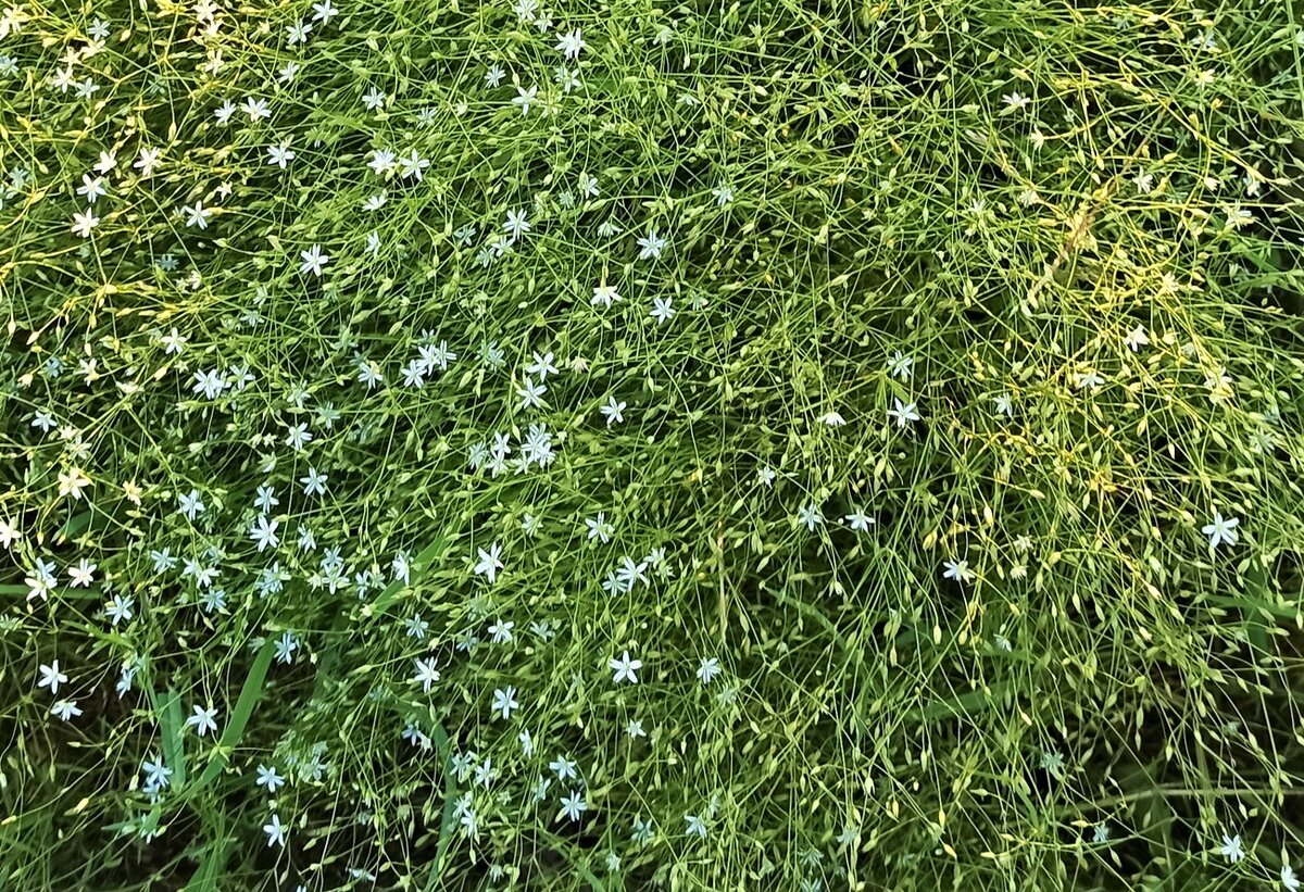  Эта трава очень приятная на ощупь. Фото автора.