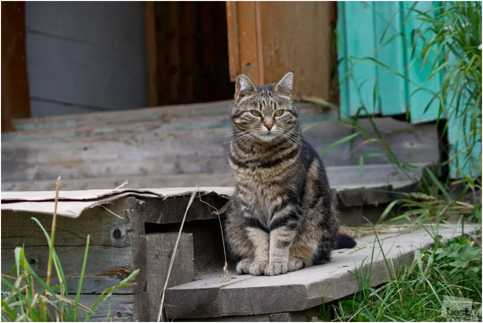 Мутировавший белый кот из деревни карликово. Деревенская кошка. Кошка в деревне. Кот на крыльце. Кот на крылечке.