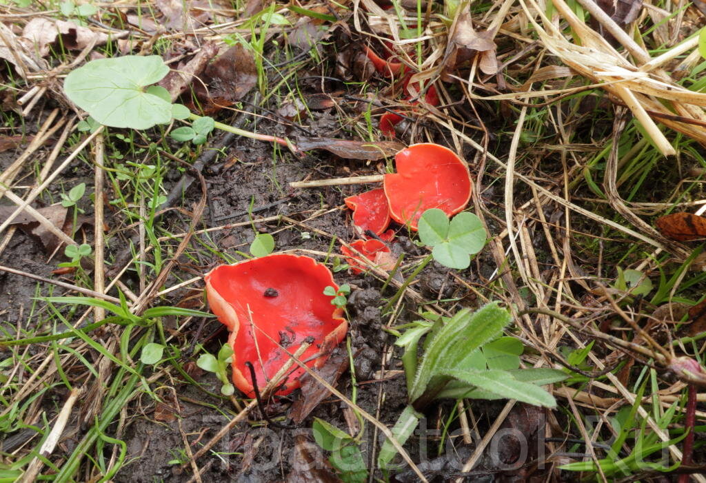 Саркосцифа, которую уж поздно брать (фото И.Лебединского)