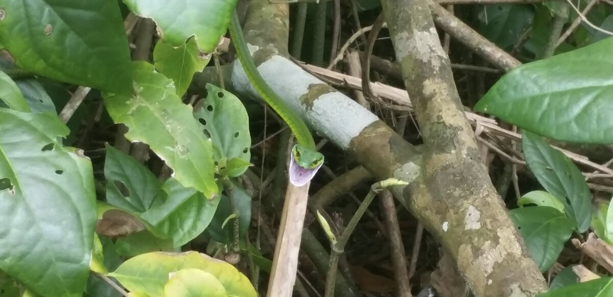 Фото автора. Змейка в центре, зелененькая, замаскировалась)