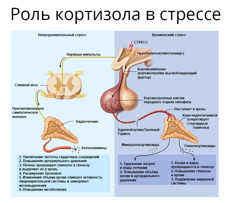 Роль кортизола на картинке