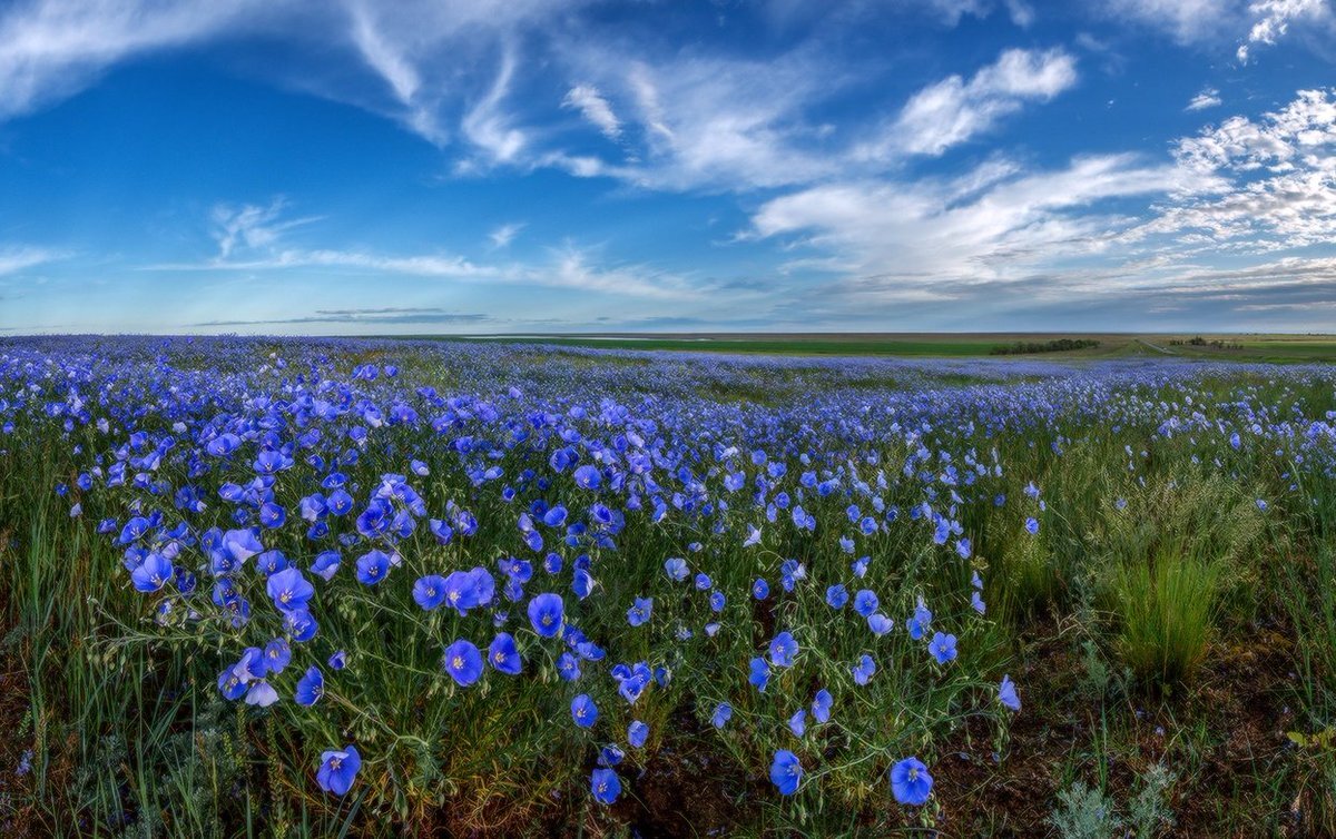 Цветущий лён