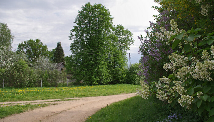 Сиренево-яблоневое Казицино. Фото Светланы Рысенковой. 22.05.2019