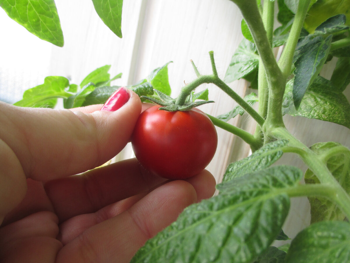 Детерминантные, индетерминантные: как формировать эти томаты | 25 соток  счастья! | Дзен