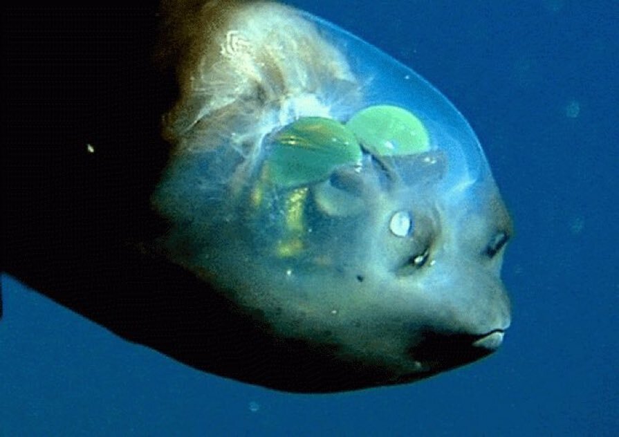 Barreleye