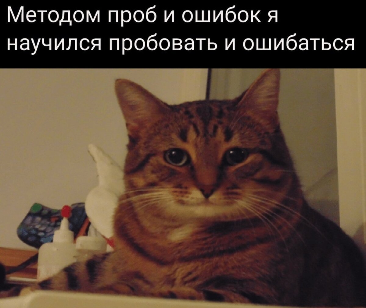 Что такое что мем с котом философия Вышел на монетизацию, написав 1 статью. Рассказываю, как новичку познать Дзен и 