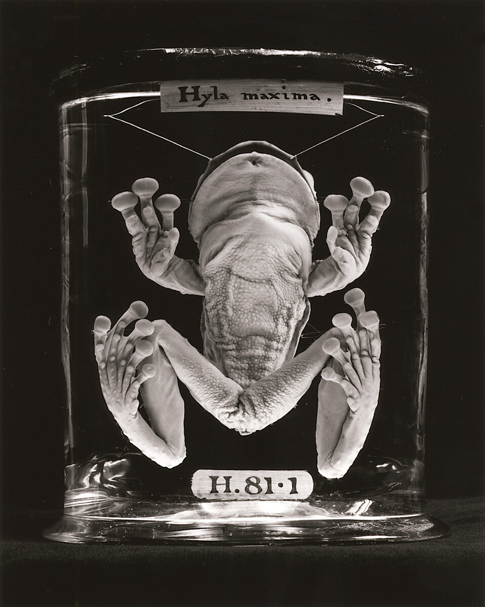 Консервация с зирой. Консервация животных. Кунсткамера санкт-петербург экспонаты в формалине. Консервация животных. Консервация с зирой.