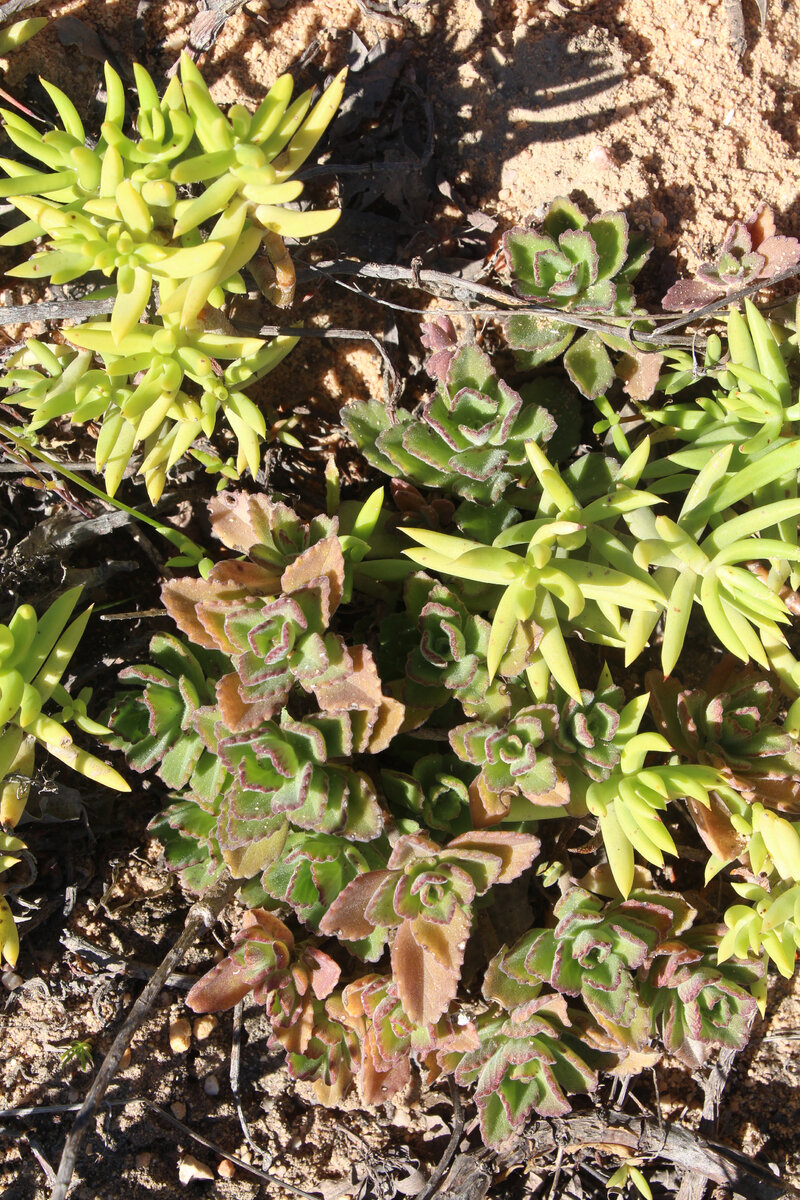 Крассула тетрагона и плектрантус