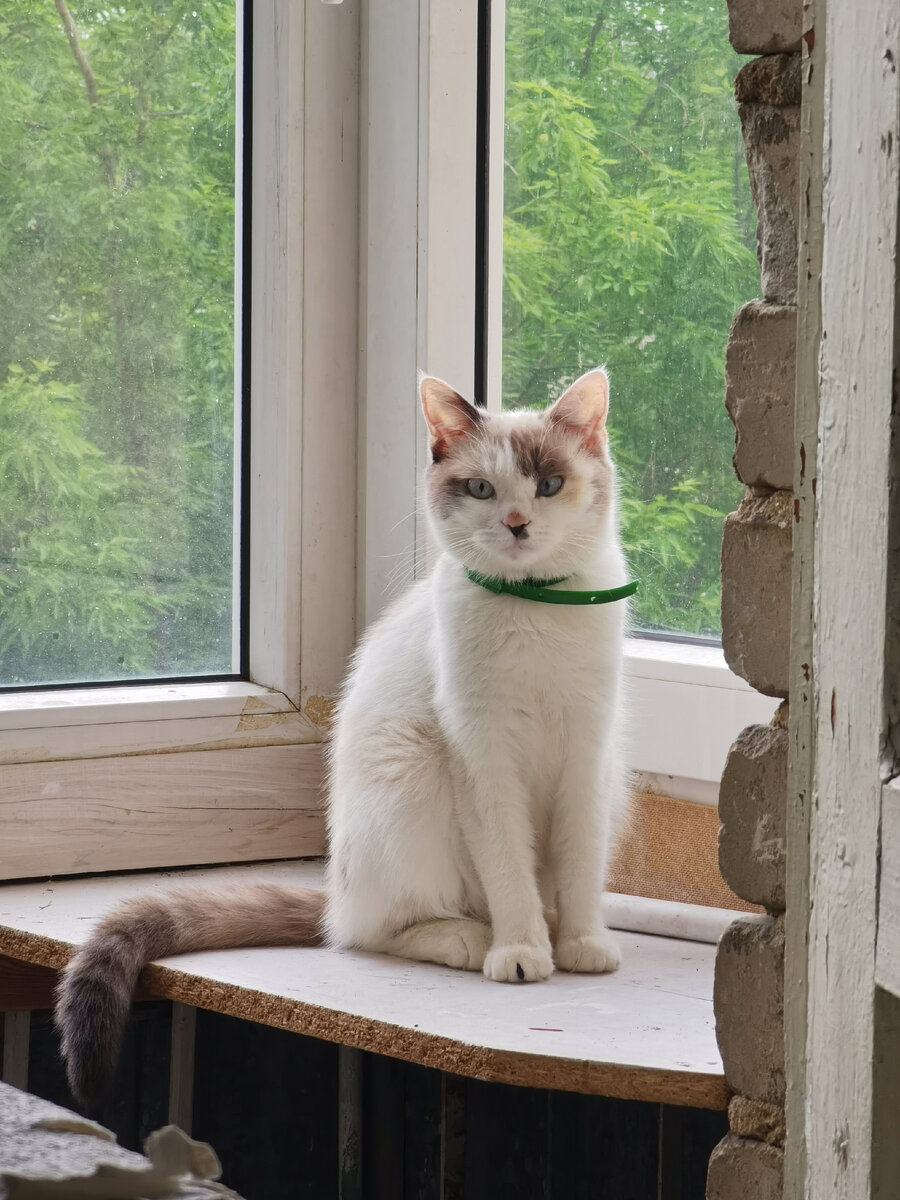 У моей кошки появилась новая фишка - орать под утро, орать каждые пару часов, орать по ночам. 