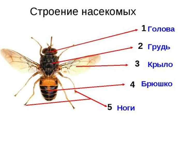 Почему паук не является насекомым: основные отличия и различия