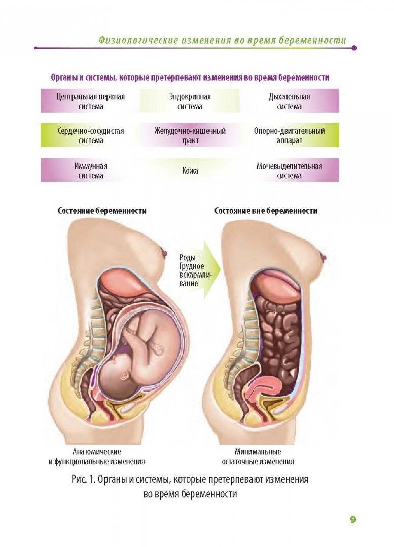 Органы во время беременности фото