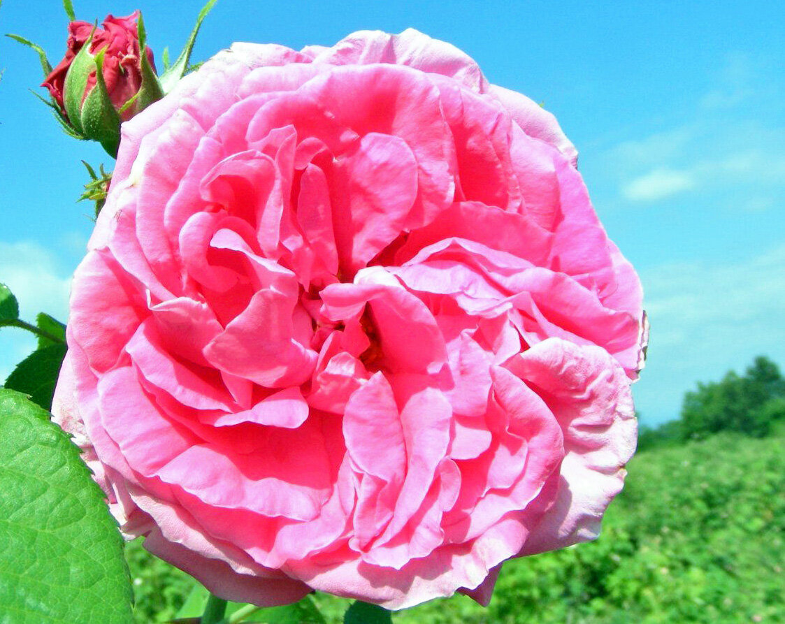 Дамасская роза