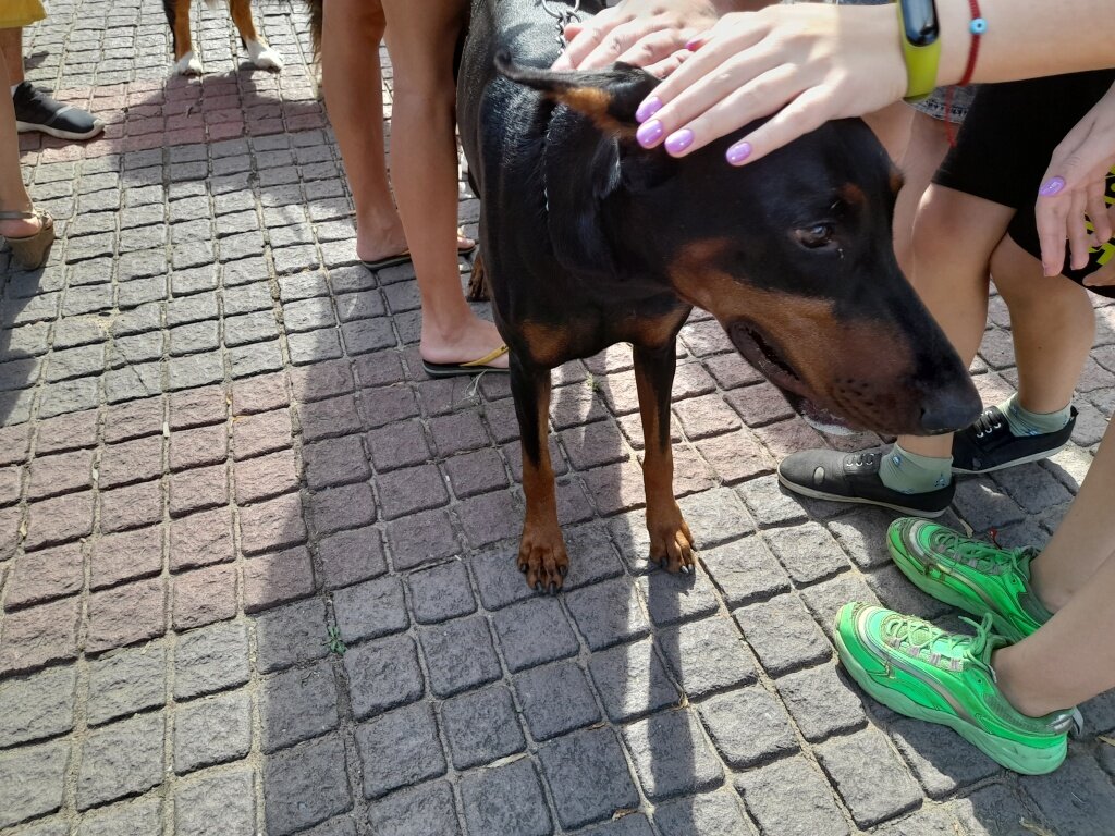 Супергерой, хот-дог, принцесса: в Твери прошел масштабный Парад собак