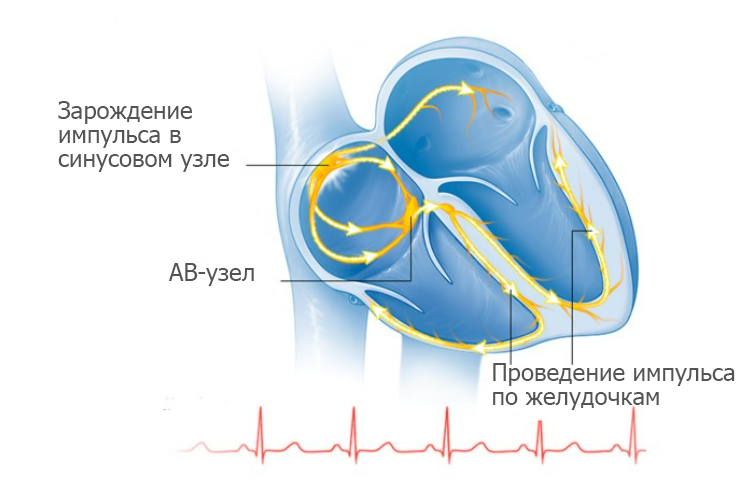 Распространение импульсов в миокарде в норме