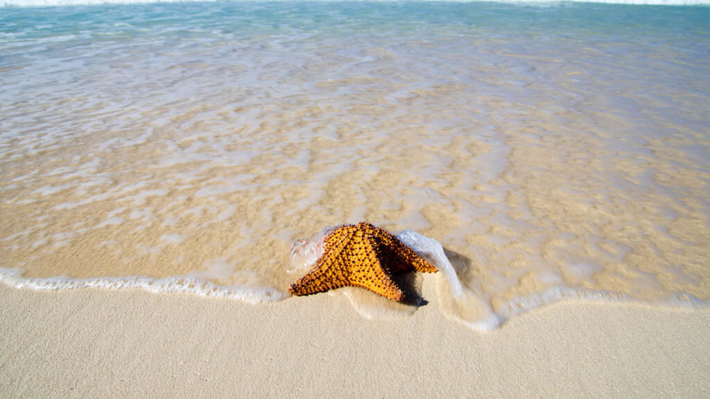    starfish with ocean , beach and seascape, Александр Шереметьев
