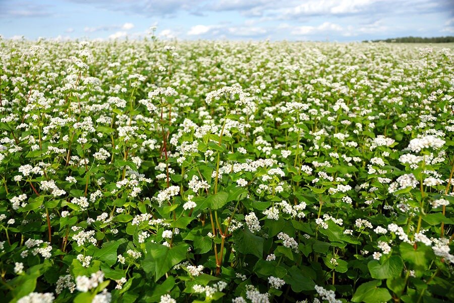 Вот так выглядит греча, если кто не знал)