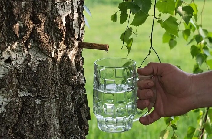 Забродивший берёзовый сок был одним из любимых алкогольных напитков на Руси (фото из интернета)