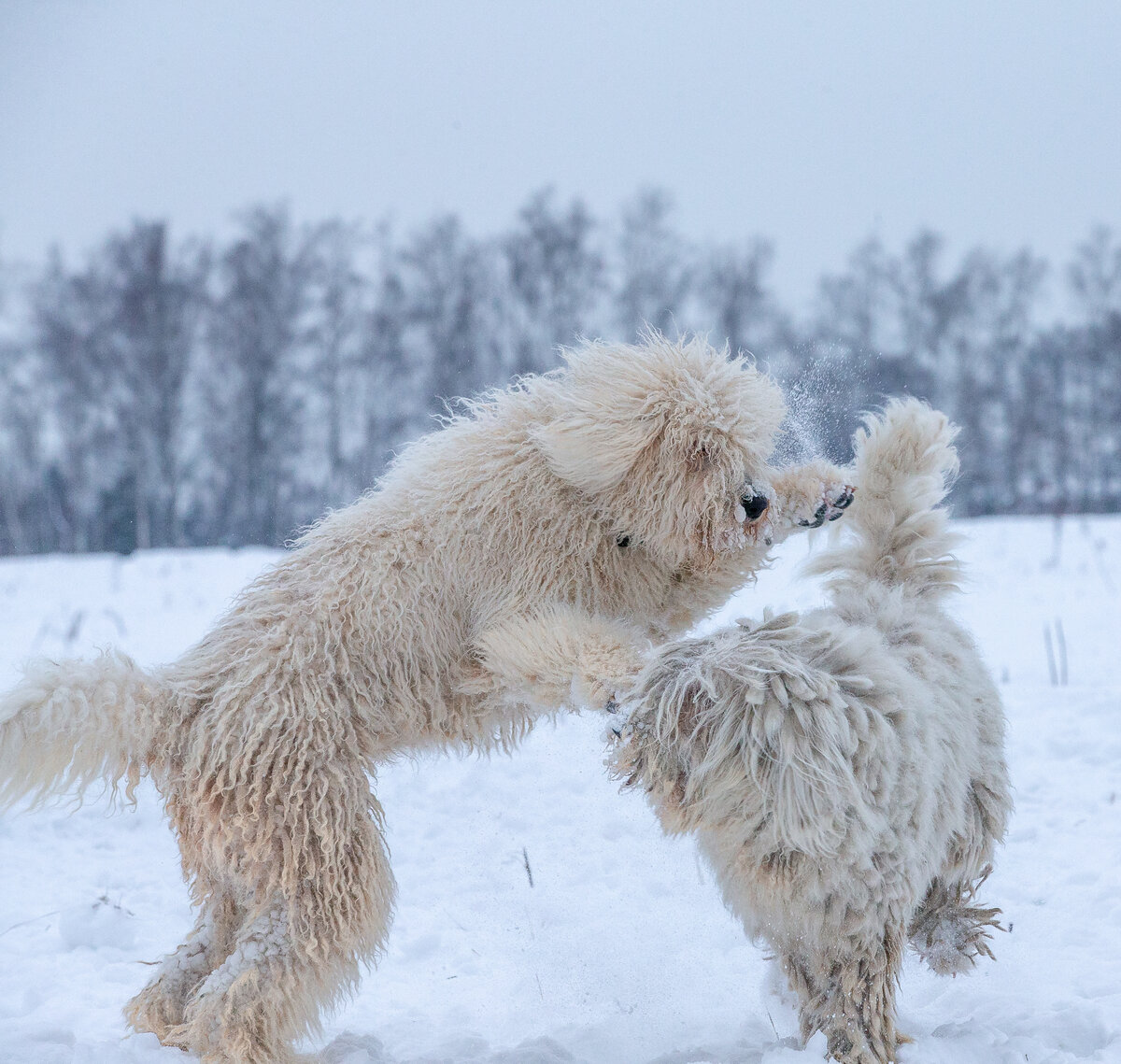 фото автора. красавеллела моя