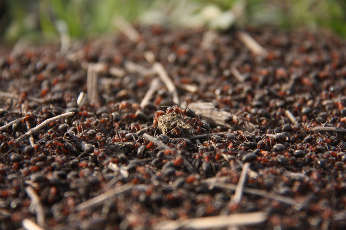 Муравейник в степи