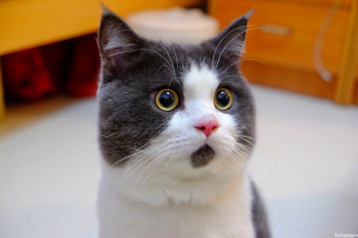 Источник: pinterest.com