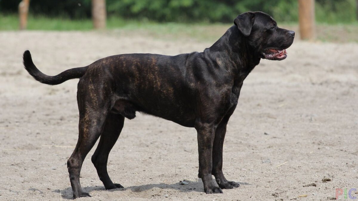 Американский бандог;