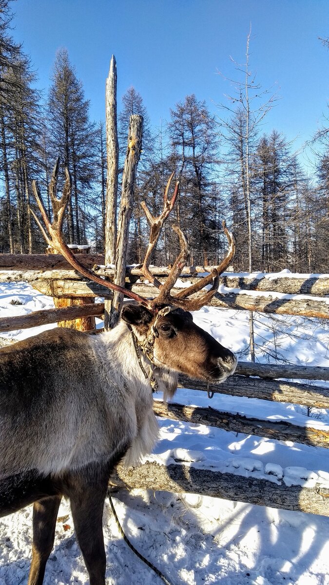 Ездовой олень.