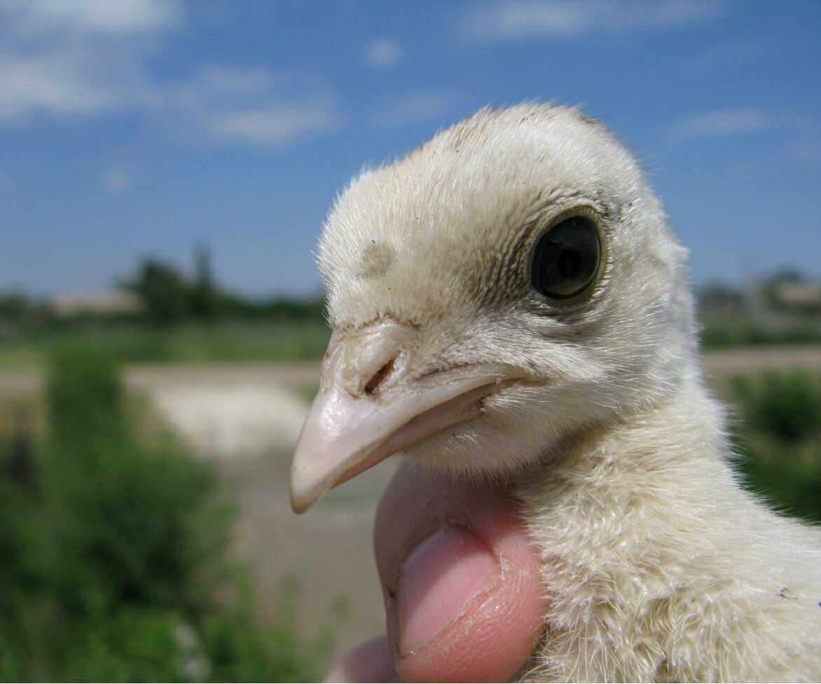 Содержание индюков