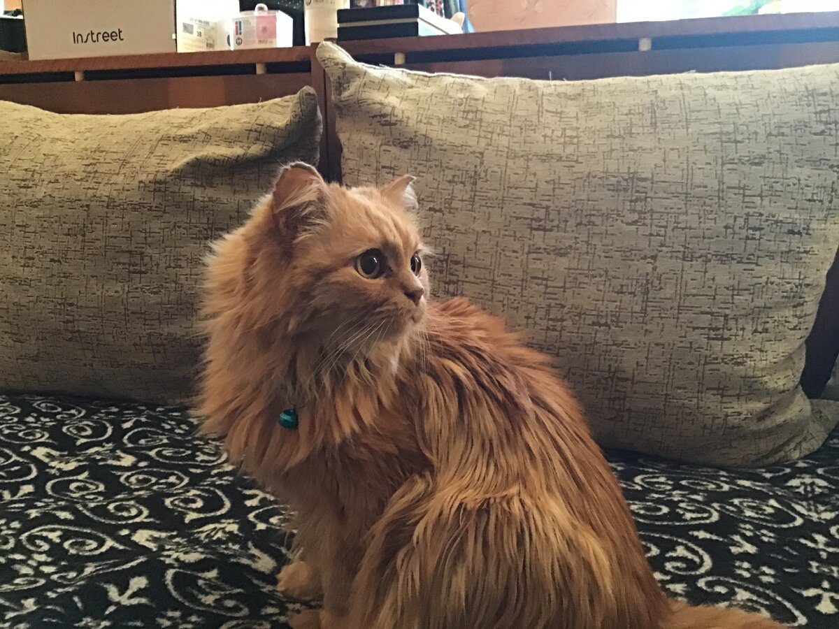 Я не знаю куда мой кот постоянно палит