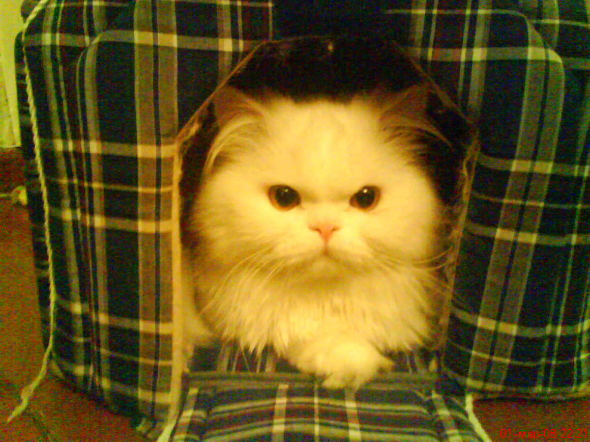 Фото автора