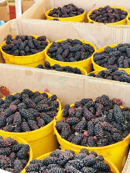 Благородная Мекка, 09 рамадана 1441 г.Х., что соотвествует 02 мая 2020г. по х.л. Временные рынки, существующие под руководством муниципалитета Благородной Мекки в различных концах города, обеспечивают подданных и резидентов овощами и фруктами в течении месяца Рамадан и предотвращают скопление людей в торговых центрах.

Рынки существуют в районе Аввали, на стоянке такси в районе Шараийя, Гостевой улицы и стоянке такси на шоссе Медины, неподалёку от мечети госпожи Айши, да будет доволен ею Аллах, а также на стоянке такси в районе Зайяди. Муниципалитет указвает торговцам на важность социальной дистанции, использования масок  перчаток, проводя в сво очередь весь комплекс мер по уборке и дезинфекции, обеспечивая чистоту всех временных торговых точек.