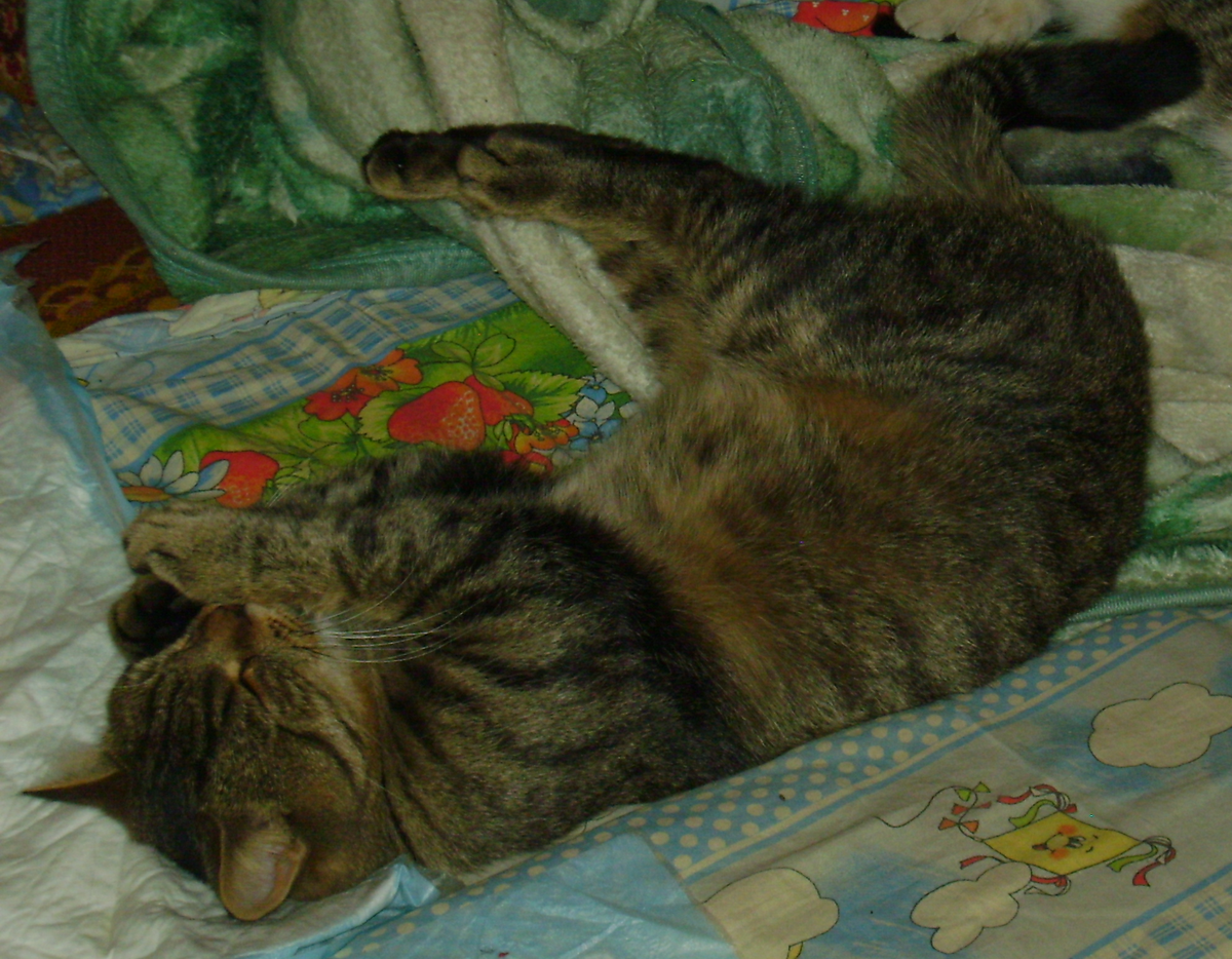 Кто бы мог подумать, что этому красавцу пришлось столько пережить? (Фото из личного архива автора).