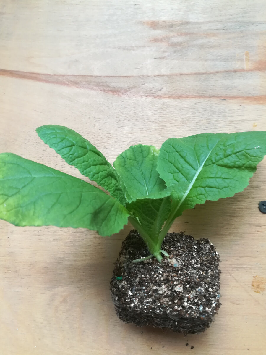       Вынули капусту из лотка.