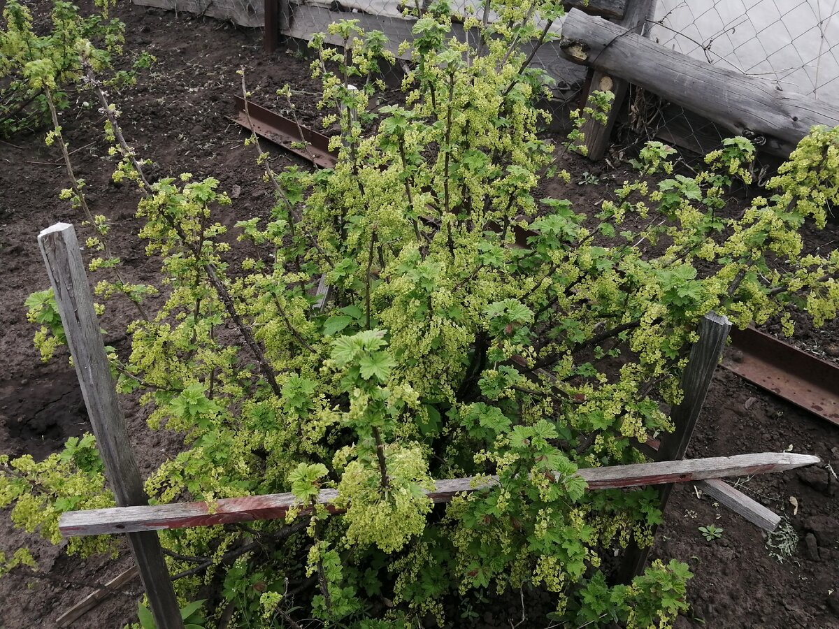 Просто можно опрыскать смородину прямо на листья и цвет