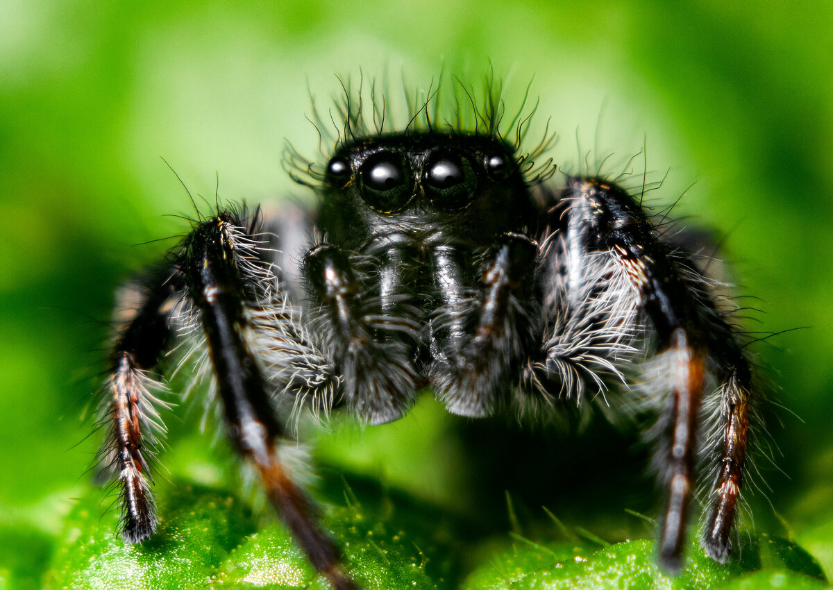 Nikon D3100+Индустар 61 л/д 2,8/55