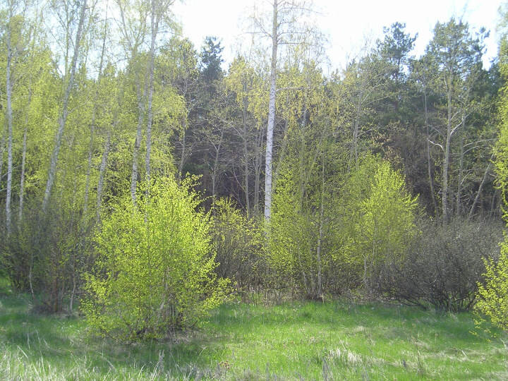 © All rights reserved. ---  Лес вдоль дороги.