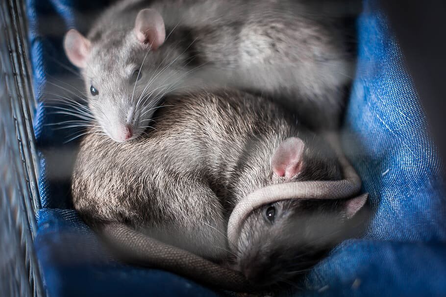 Домашние крысы: уход и обустройство клетки