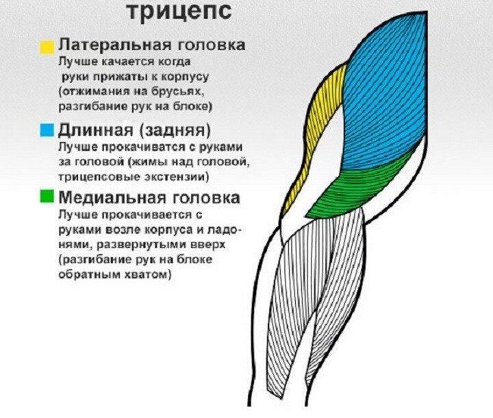 трицепс