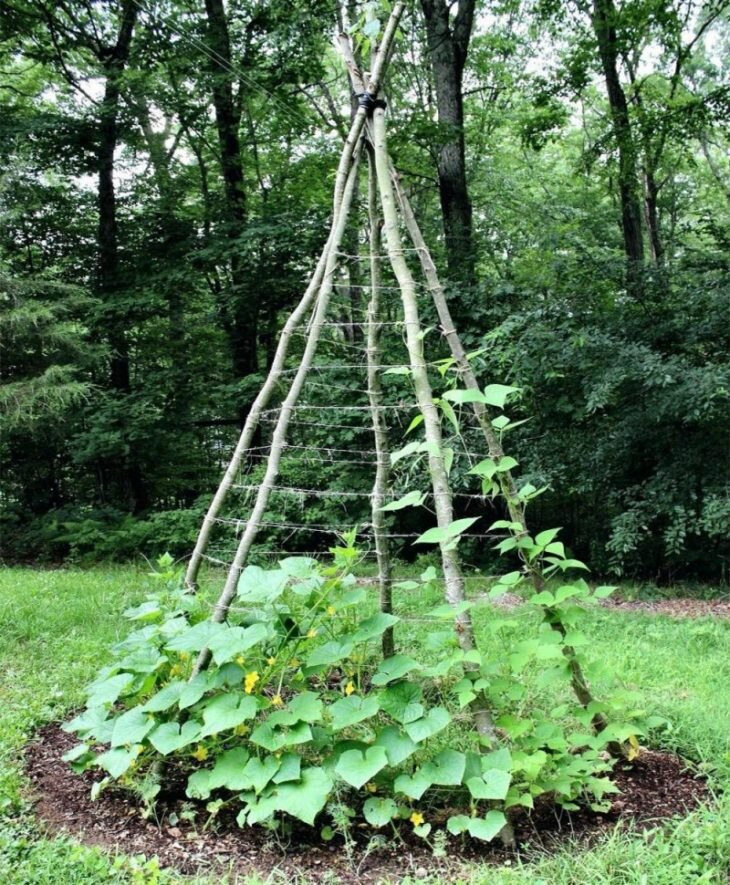 Фото: rastenija.org/wp-content/uploads/2019/10/kak-podvyazat-ogurczy-v-otkrytom-grunte-40.jpg