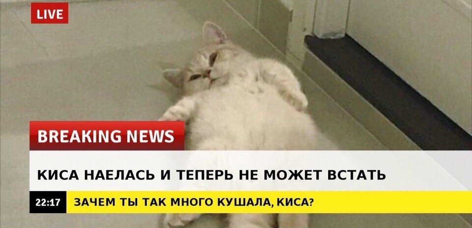 Breaking News котики. Новости которые мы заслужили мум. Добрые новости Мем. Срочные новости кот Мем. Почему встает на других