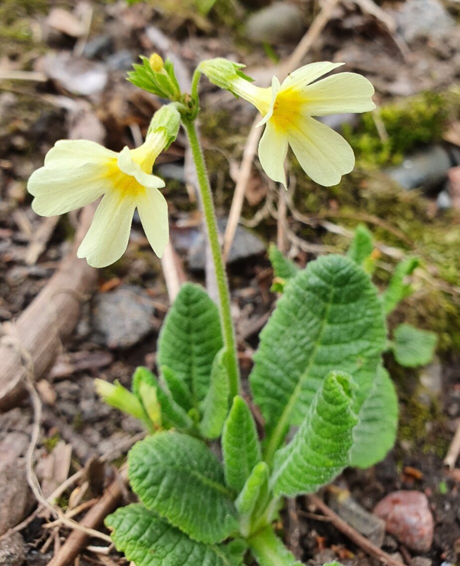 Лесная примула